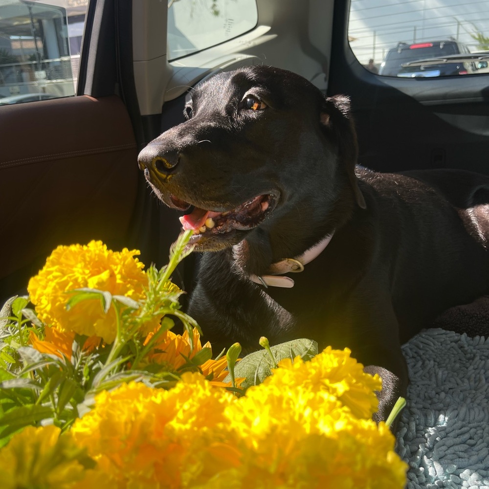 Meet your Posher, Wilmer